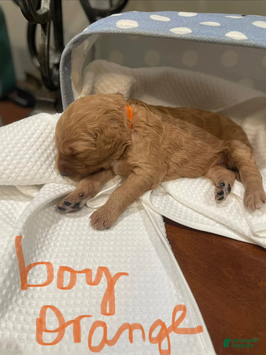 Goldendoodle dogs for sale: Goldendoodle 1 - Ad 4