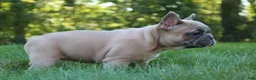 French Bulldog dogs for sale: Butterscotch - Ad 3