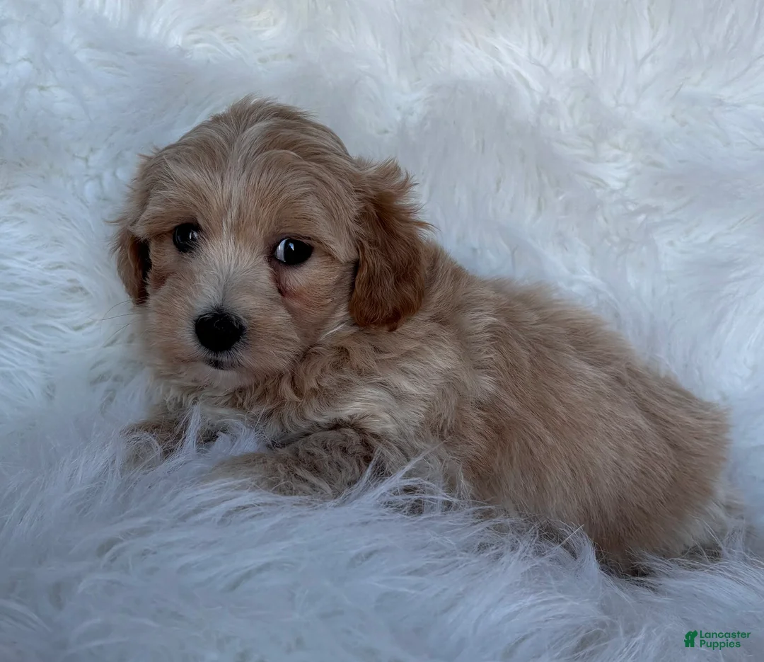 Maltipoo dogs for sale: Valentino - Ad 3