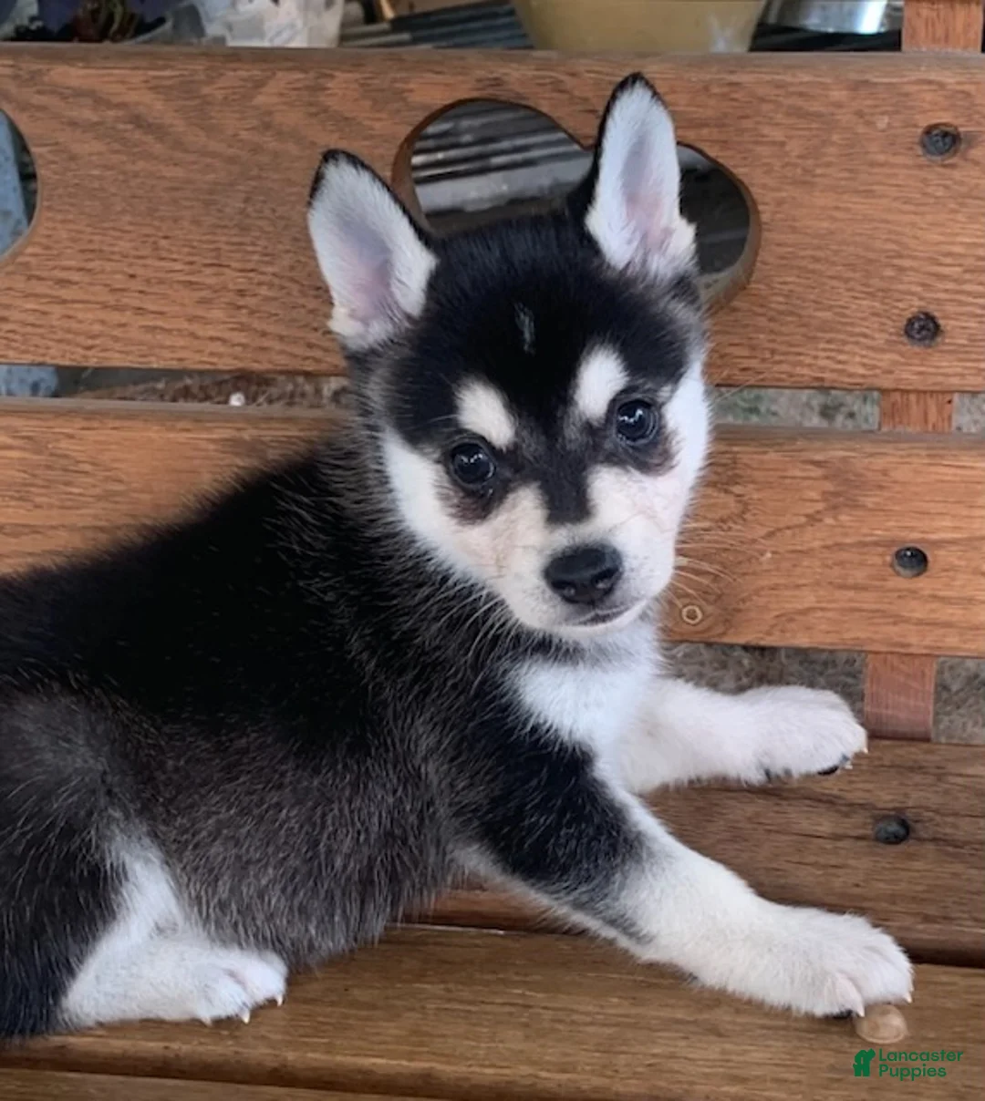 Alaskan Klee Kai dogs for sale: Storm - Toy Size Mini Husky Boy - Ad 8
