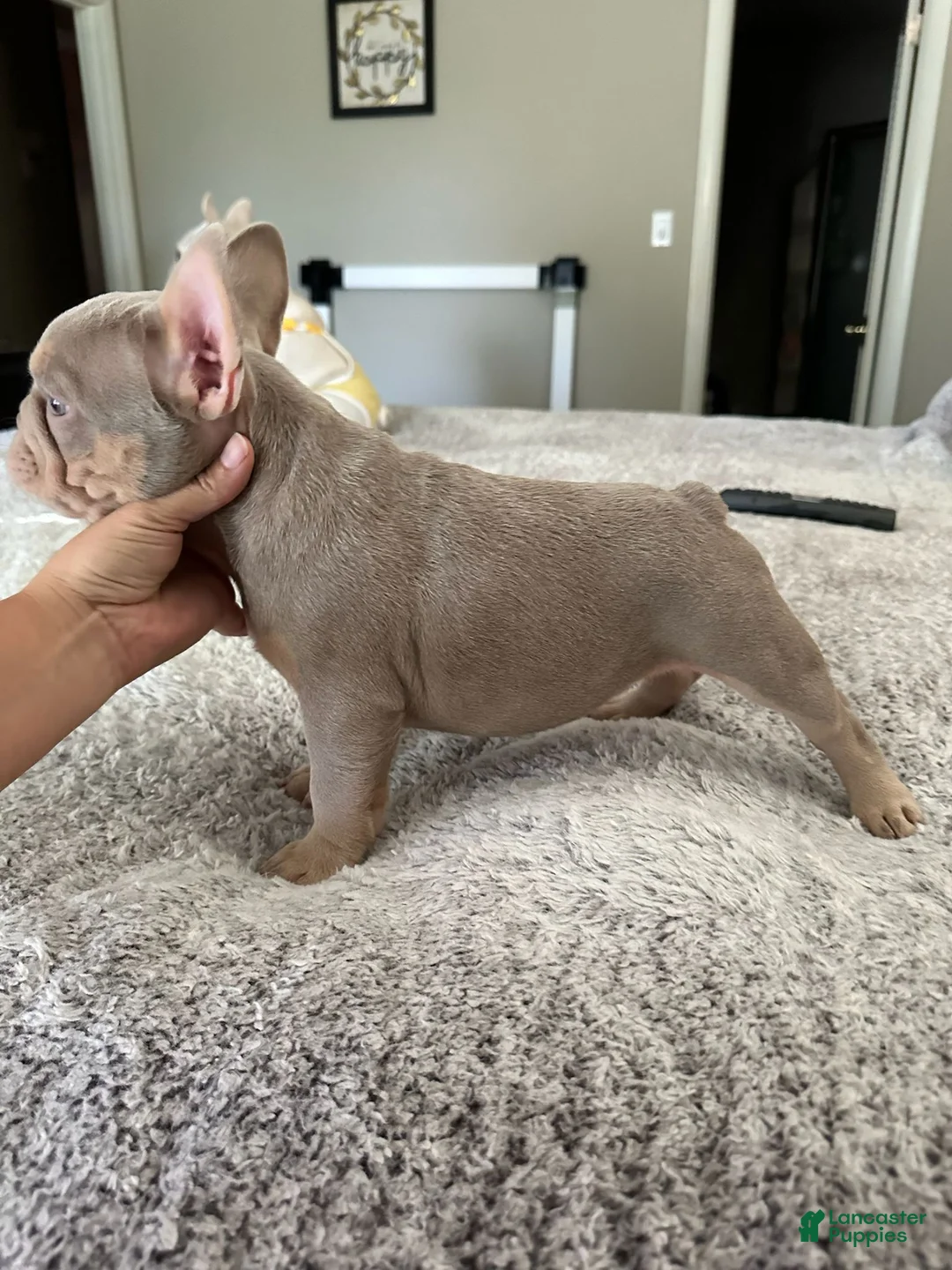 French Bulldog dogs for stud: New Shade STUD - Ad 5
