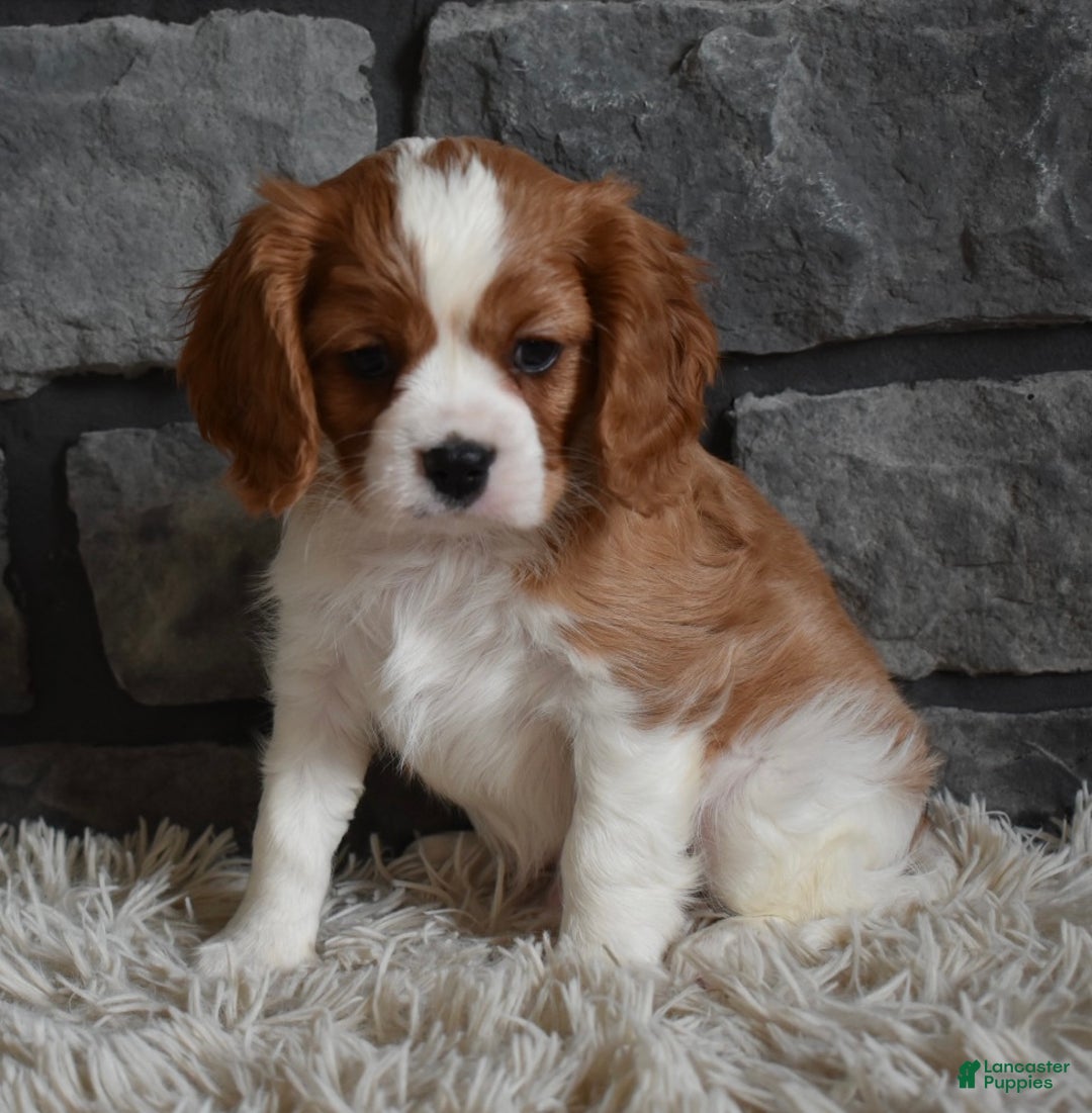 Cavalier King Charles Spaniel dogs for sale: Rocky - Ad 5