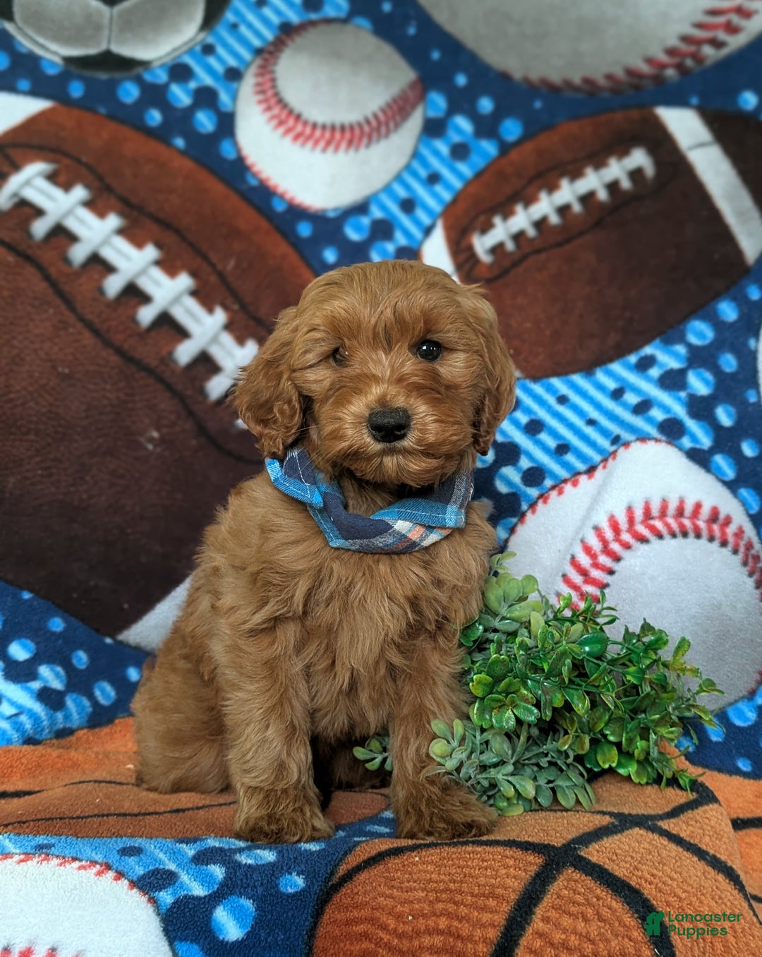 Mini Goldendoodle dogs for sale: Xavier Hypoallergenic - Ad 3