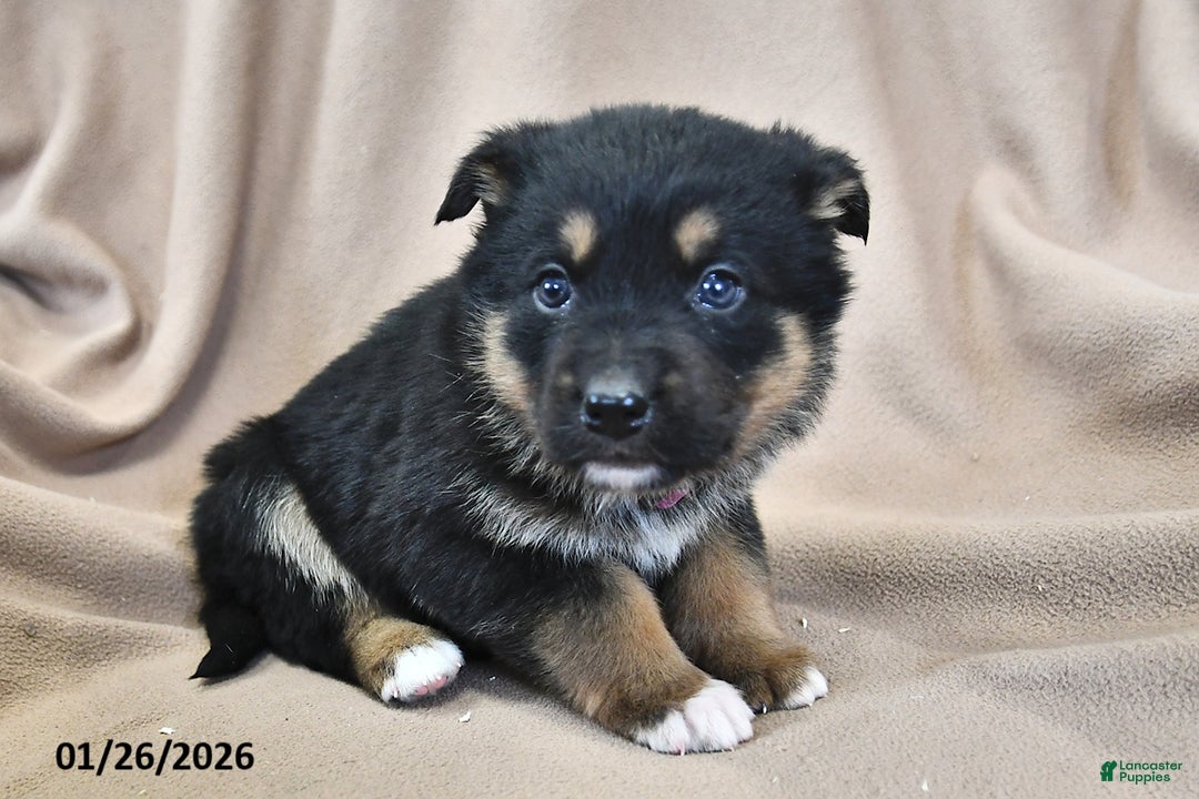 Mixed Breed dogs for sale: Heidi  - Ad 3