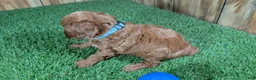 Cavapoo dogs for sale: Sadie Boy 3 - Ad 4