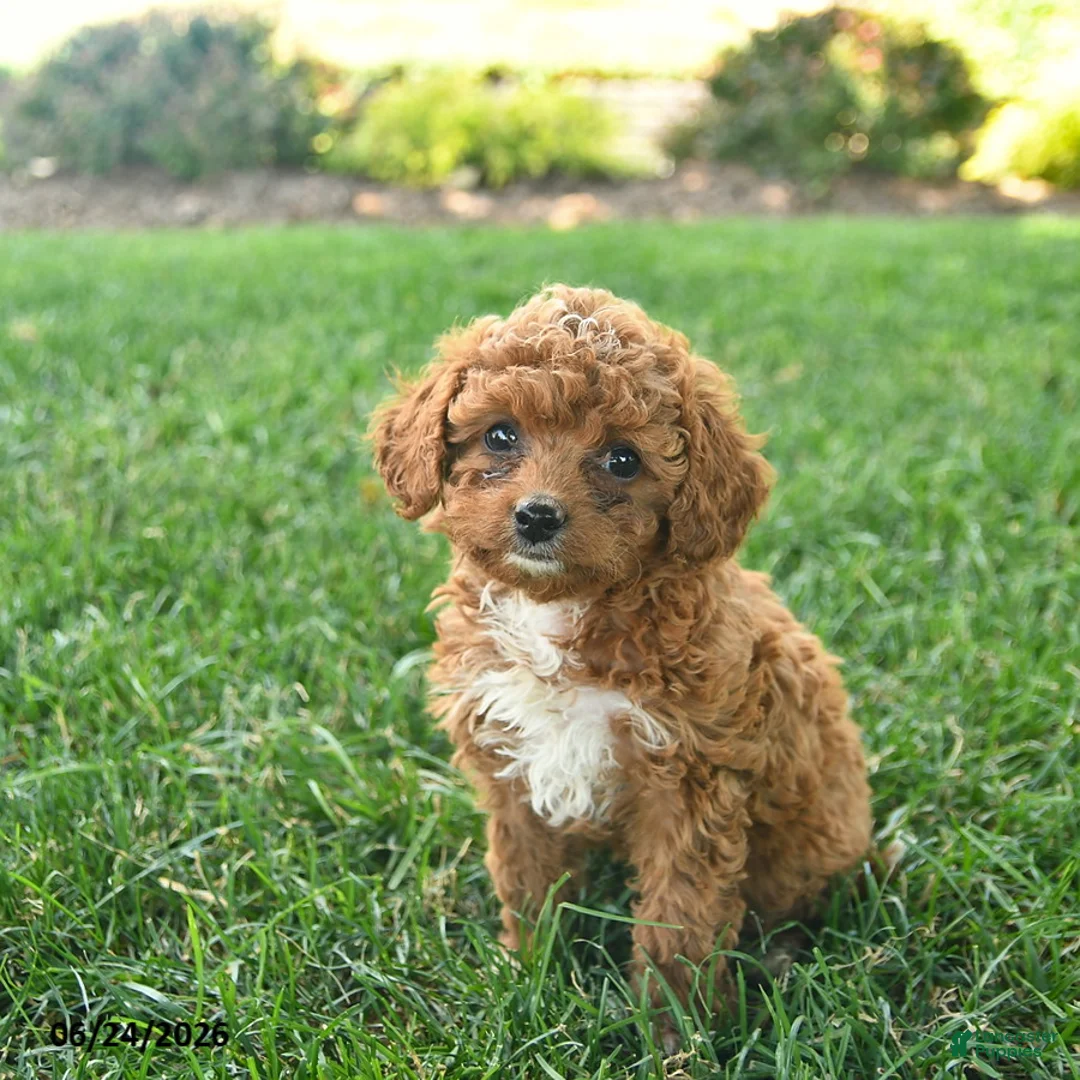 Cavapoo dogs for sale: Diamond  - Ad 3
