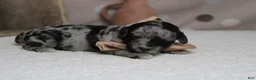 Aussiedoodle dogs for sale: Spot  - Ad 5