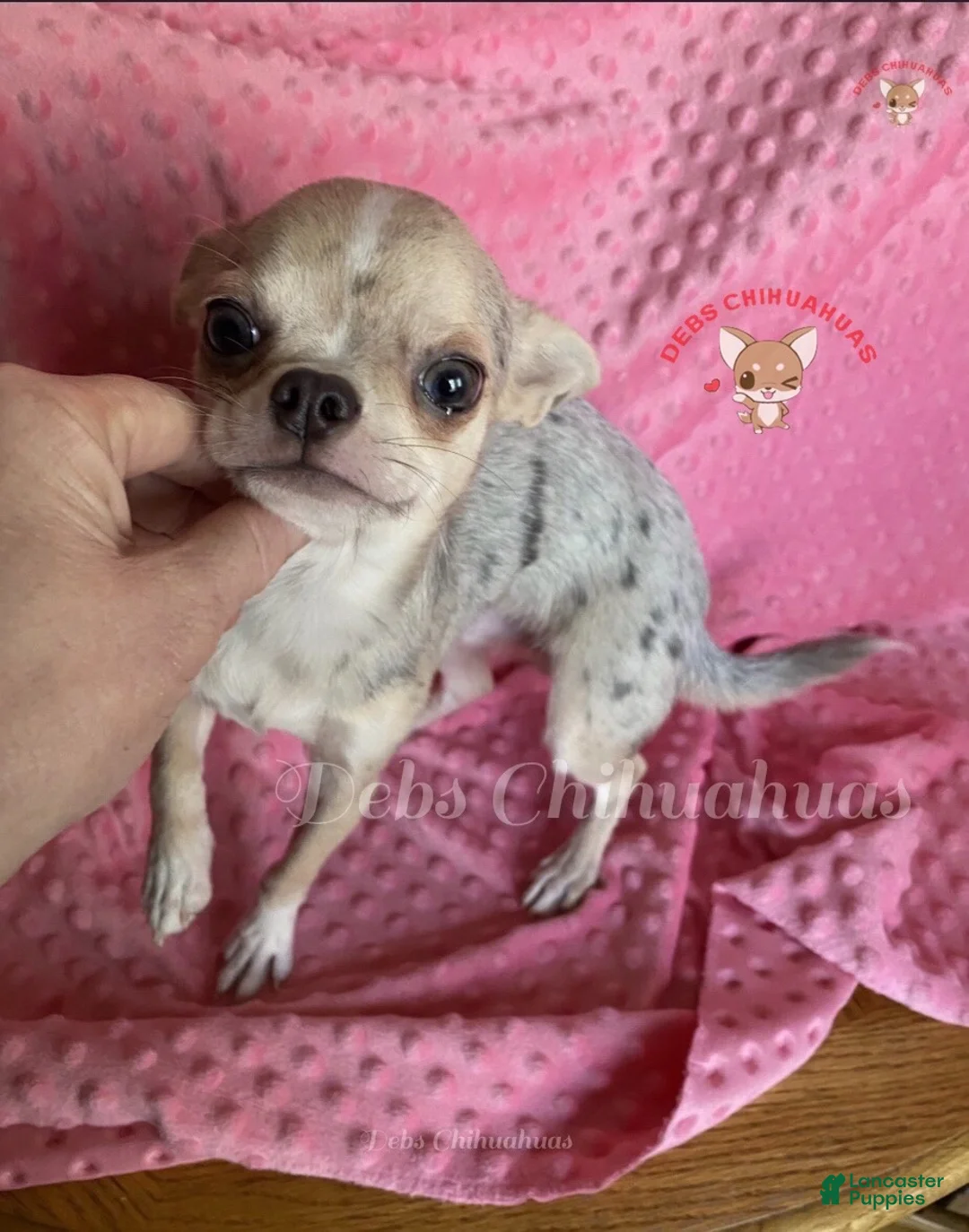 Chihuahua dogs for sale: Chihuahua Puppy 2 - Ad 4