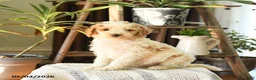 Standard Poodle dogs for sale: Drew - Ad 4