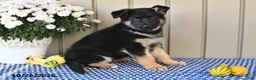 German Shepherd dogs for sale: Marla - Ad 5
