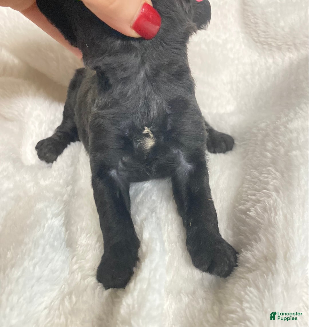 Cockapoo dogs for sale: Cockapoo Puppy 1 - Ad 2