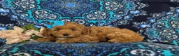 Cockapoo dogs for sale: Nutmeg Hypoallergenic - Ad 4