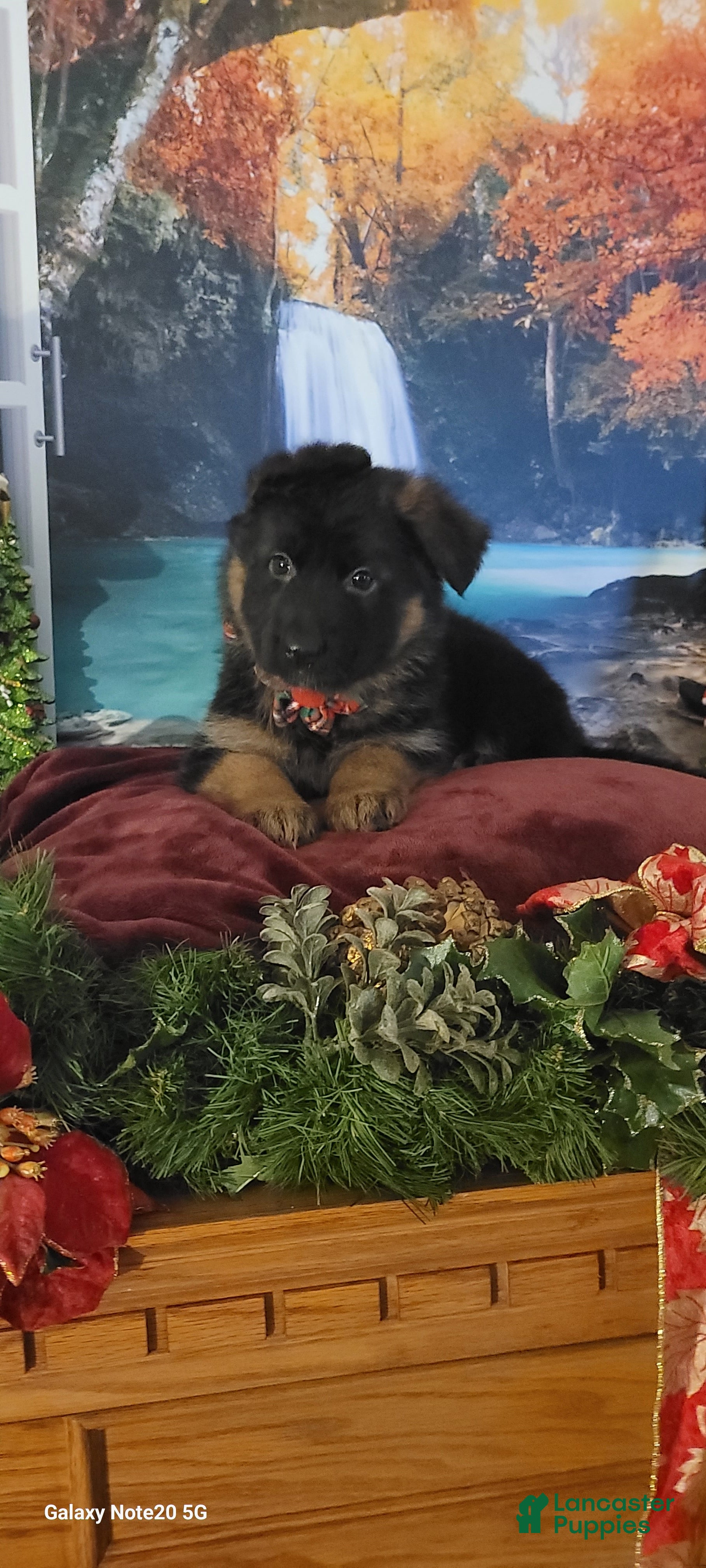 German Shepherd dogs Angel - Ad 41