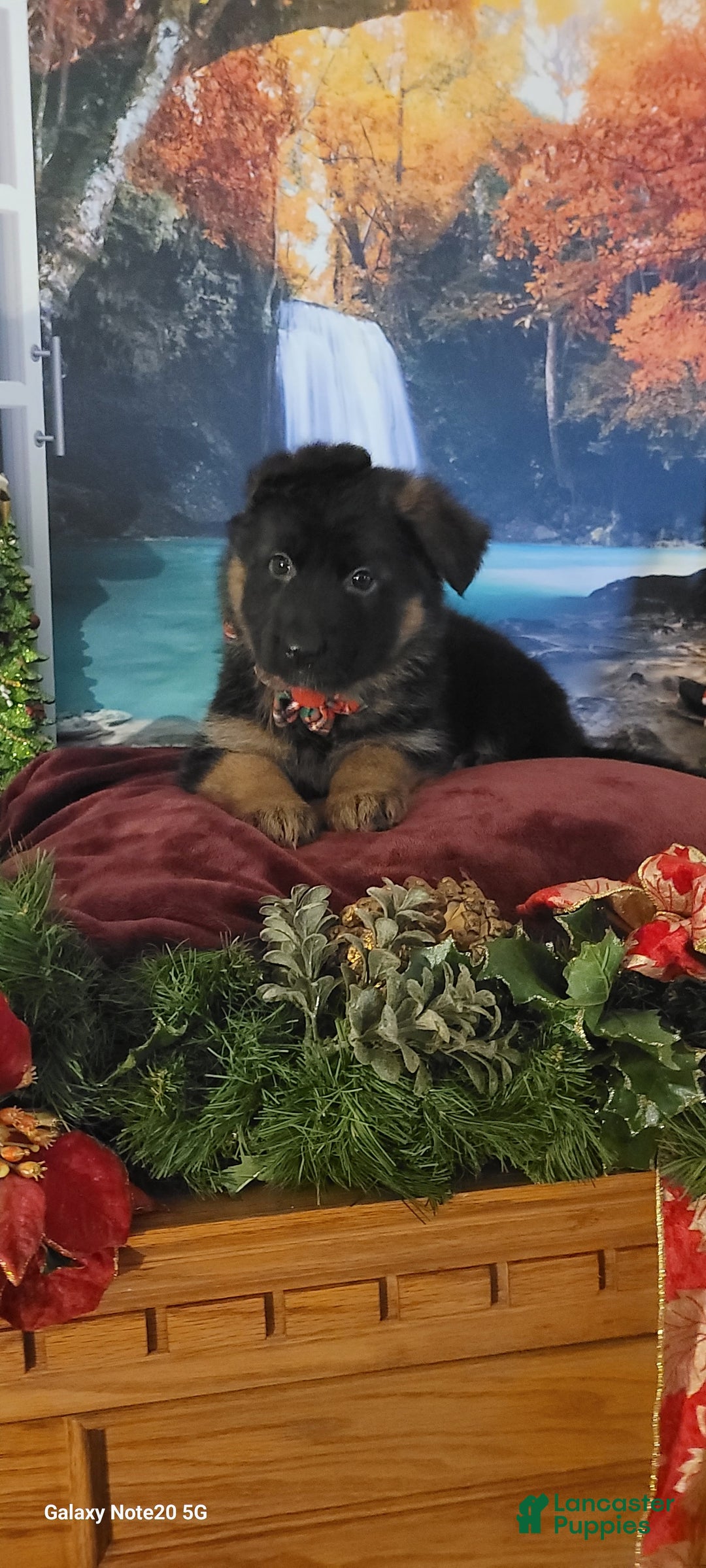 German Shepherd dogs for sale: Angel - Ad 1