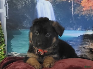 German Shepherd dogs Angel - Ad 41