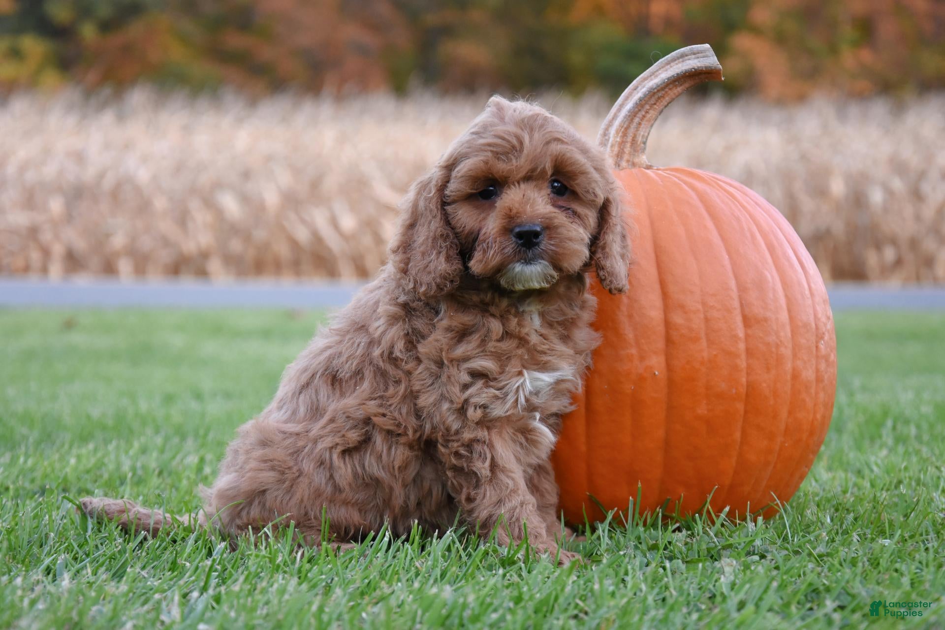 Cockapoo dogs for sale: Pumpkin - Ad 4