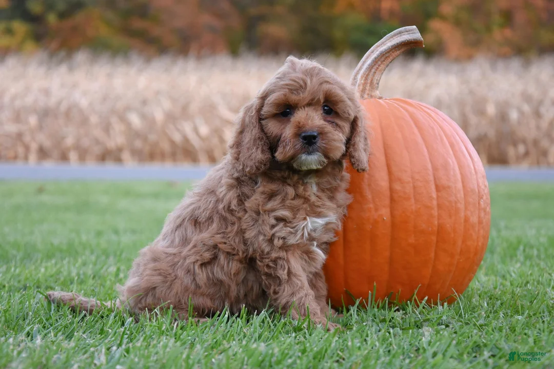 Cockapoo dogs for sale: Pumpkin - Ad 1