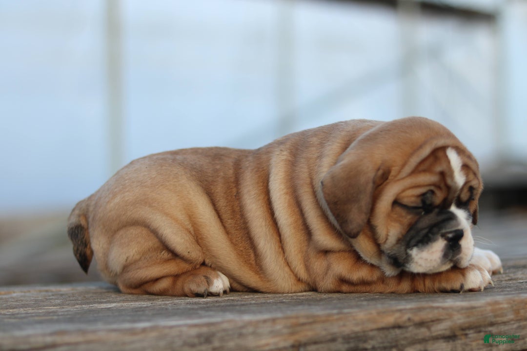 Mixed Breed dogs for sale: Sweetie  - Ad 4