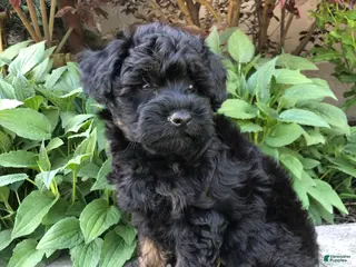 Bichpoo dogs Princess - Ad 29