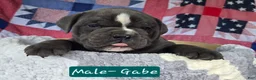 Olde English Bulldogge dogs for sale: Gabe - Ad 4