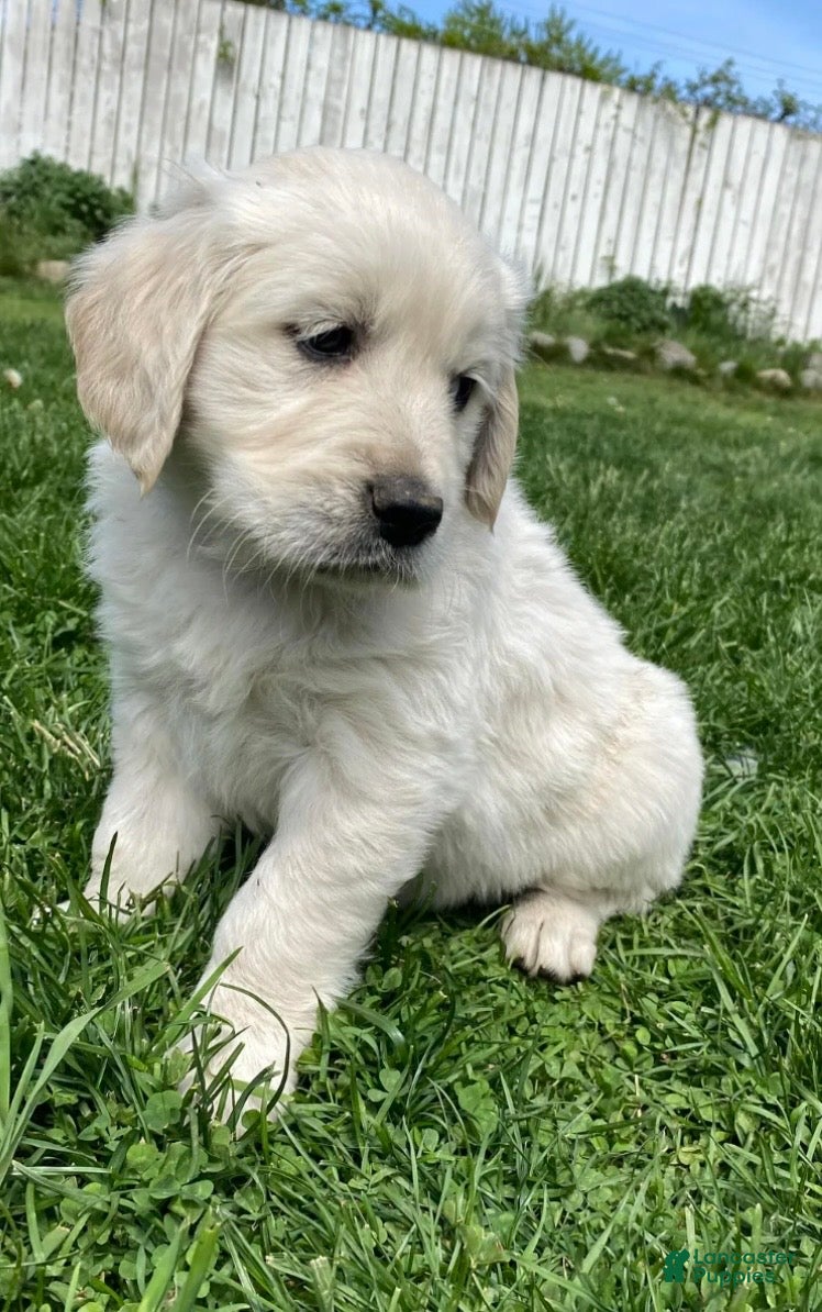 Golden Retriever dogs Golden Retriever Puppy 2 - Ad 4