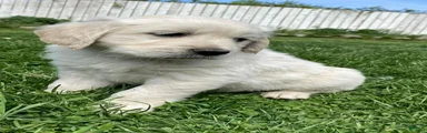Golden Retriever Puppy 2