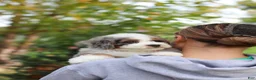 Mini Bernedoodle dogs for sale: Paris - Ad 10