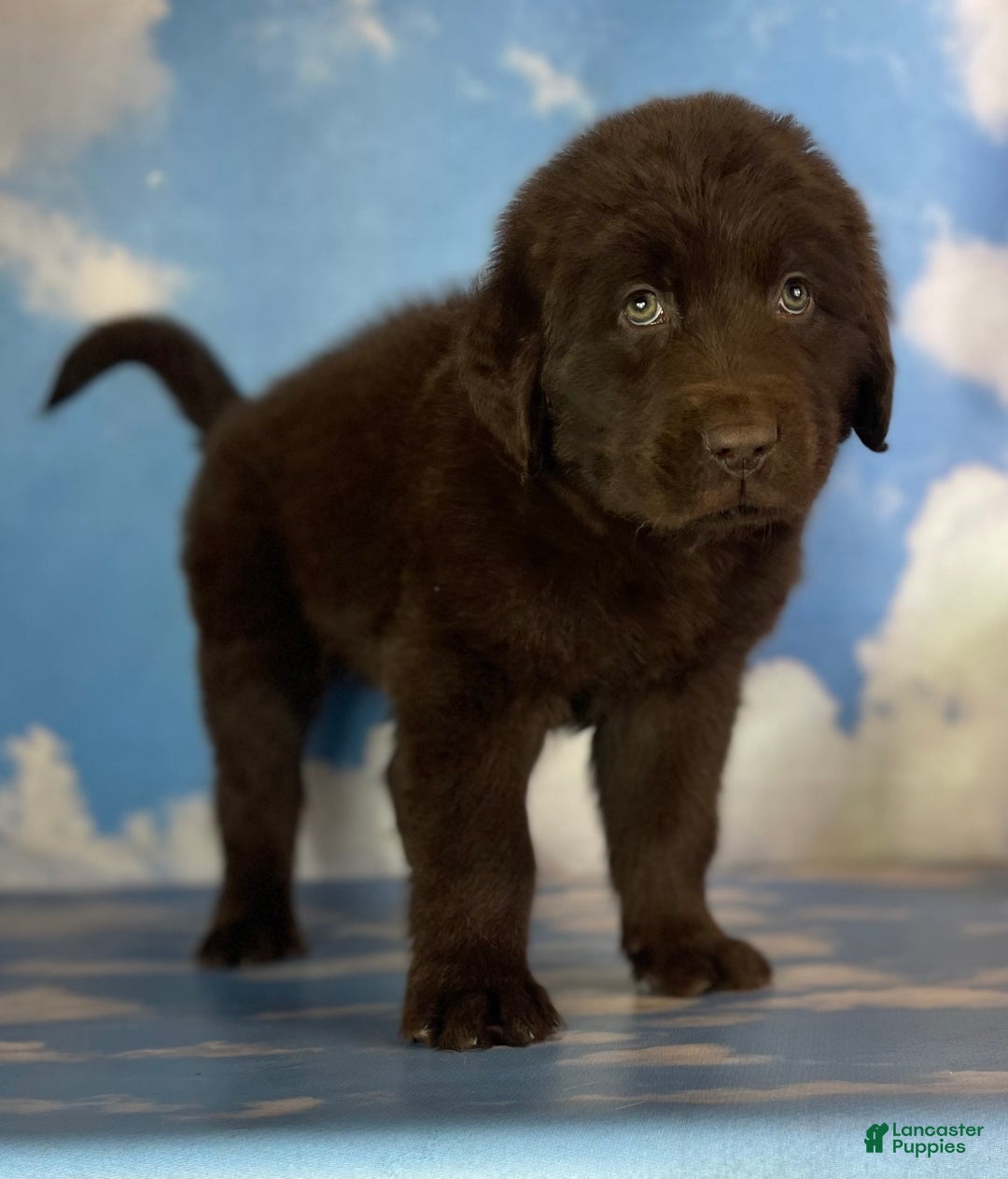 Mixed Breed dogs for sale: Eddie - Ad 4