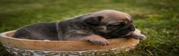 English Bulldog dogs for sale: Winnie English Bulldog  - Ad 4