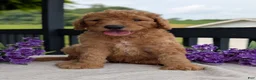 Goldendoodle dogs for sale: Parker - Ad 4