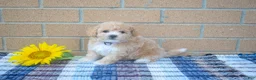 Maltipoo dogs for sale: Francis  - Ad 4