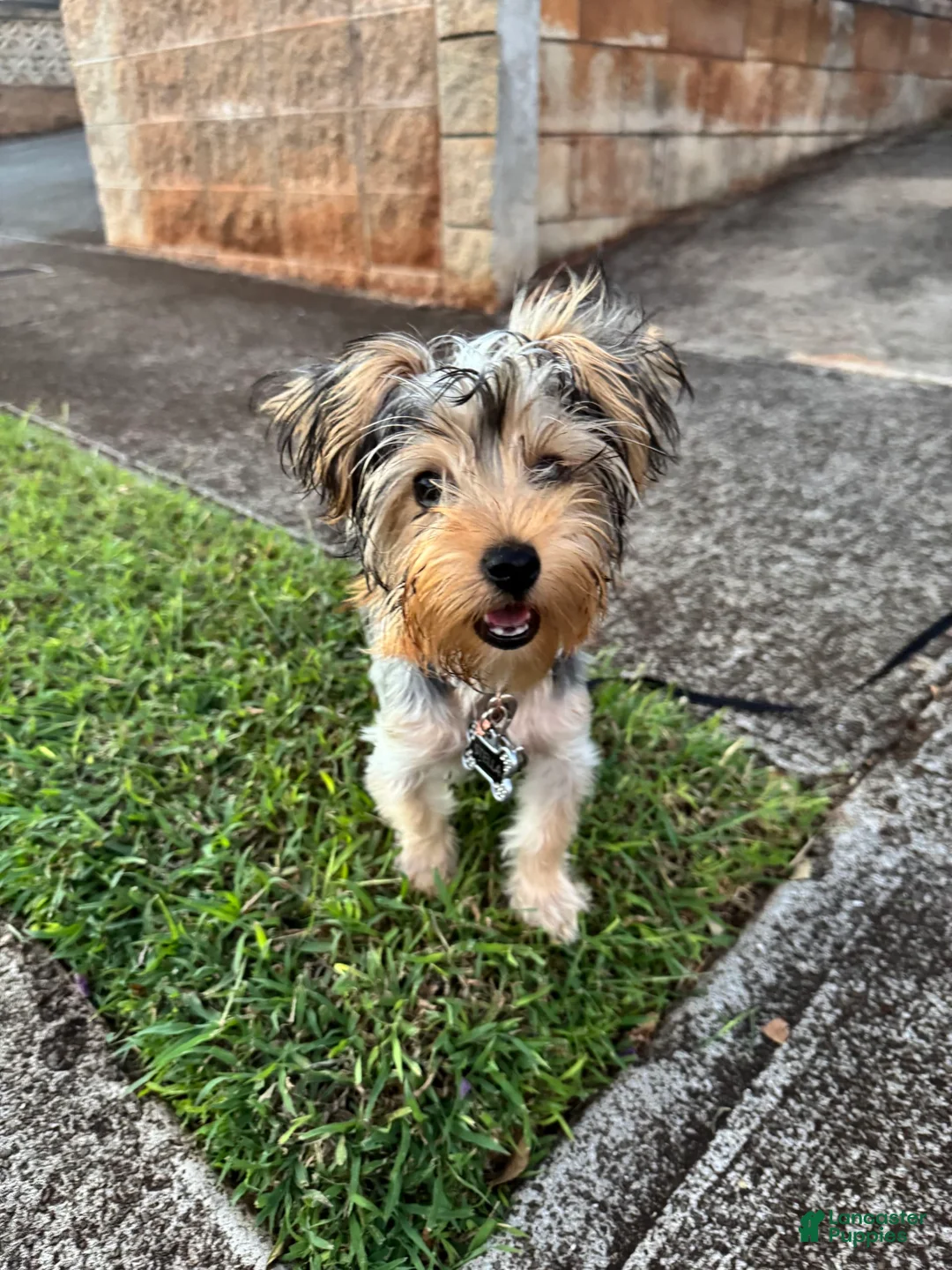 Gallery Image {{count}}