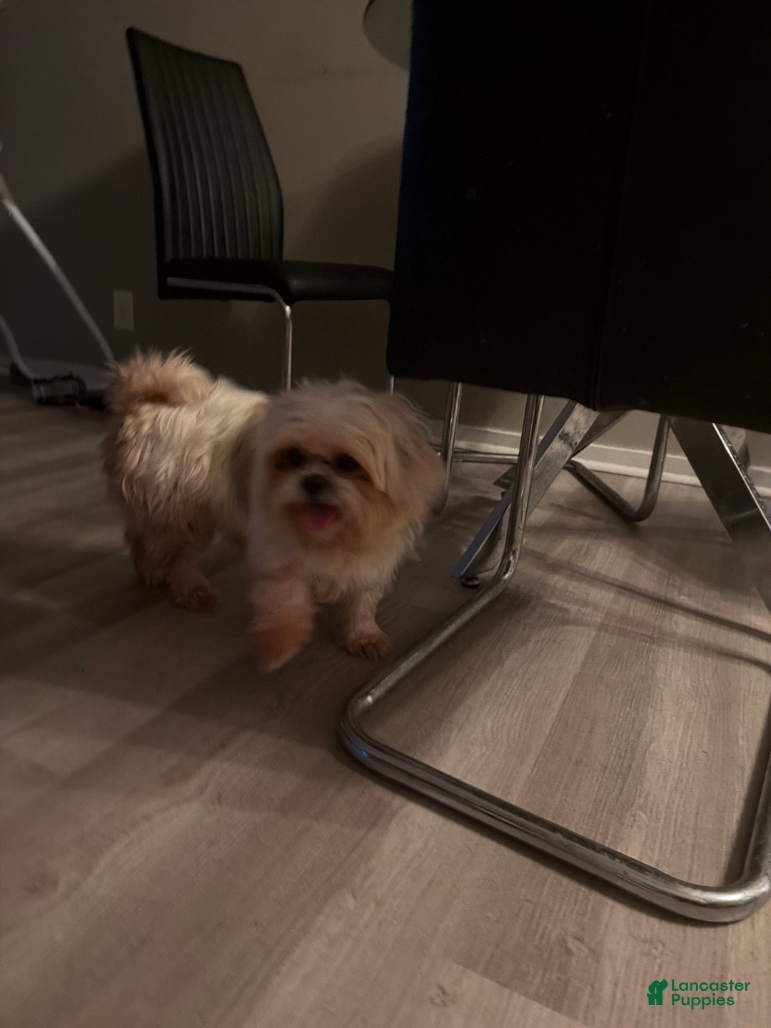 Shih Tzu dogs for sale: Shih Tzu Puppy 1 - Ad 2