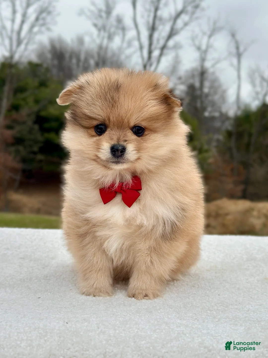 Pomeranian dogs for sale: Buddy - Ad 1