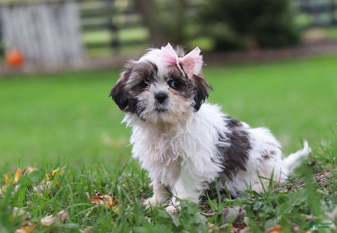 Shih Tzu dogs for sale: Layla - Ad 2