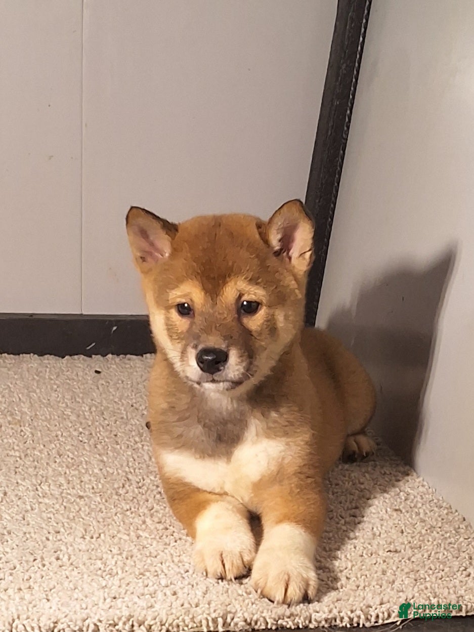 Shiba Inu dogs Polly  - Ad 27