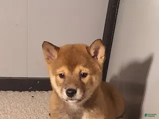 Shiba Inu dogs Polly - Ad 21