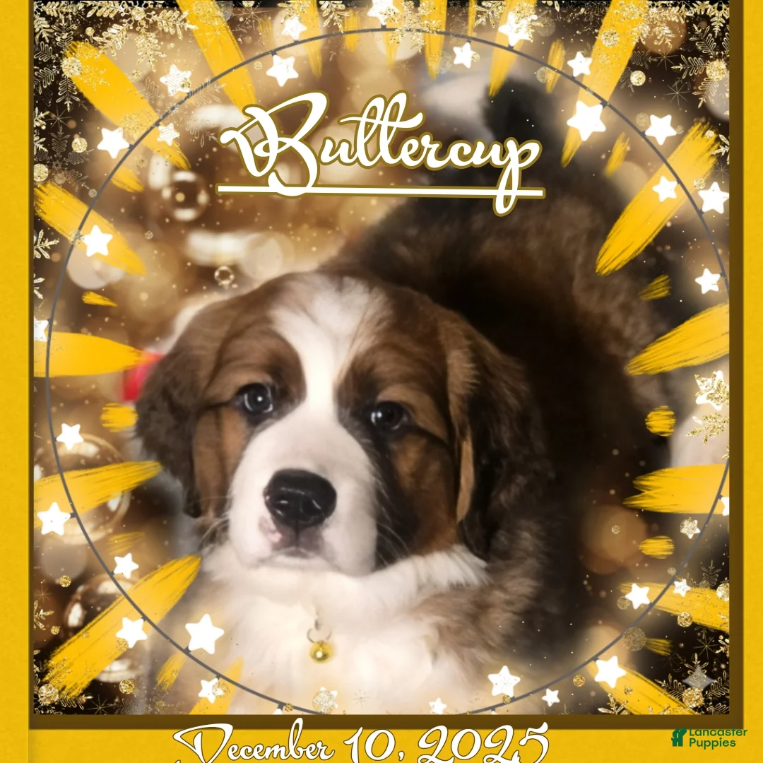 Mixed Breed dogs for sale: Buttercup  - Ad 1