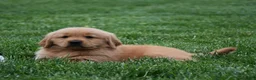 Golden Retriever dogs for sale: Max - Ad 3