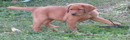 Labrador Retriever dogs for sale: Sandy (yellow collar) - Ad 6