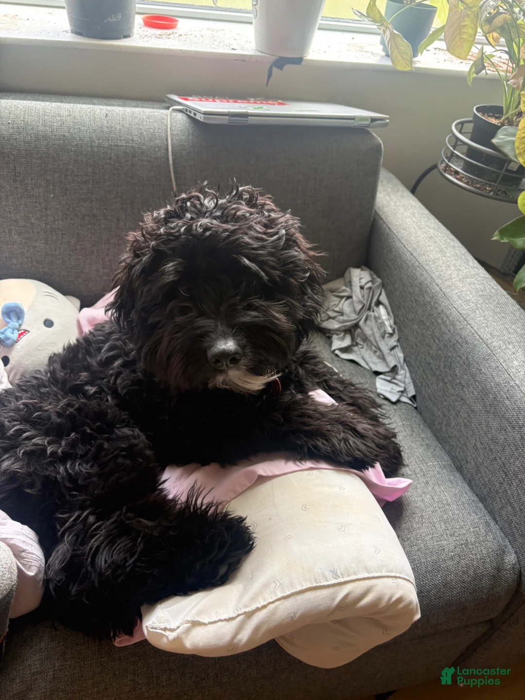 Mixed Breed dogs for sale: Mixed Breed Puppy 1 - Ad 4