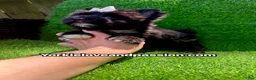 Yorkshire Terrier dogs for sale: Yorkshire Terrier 1 - Ad 16