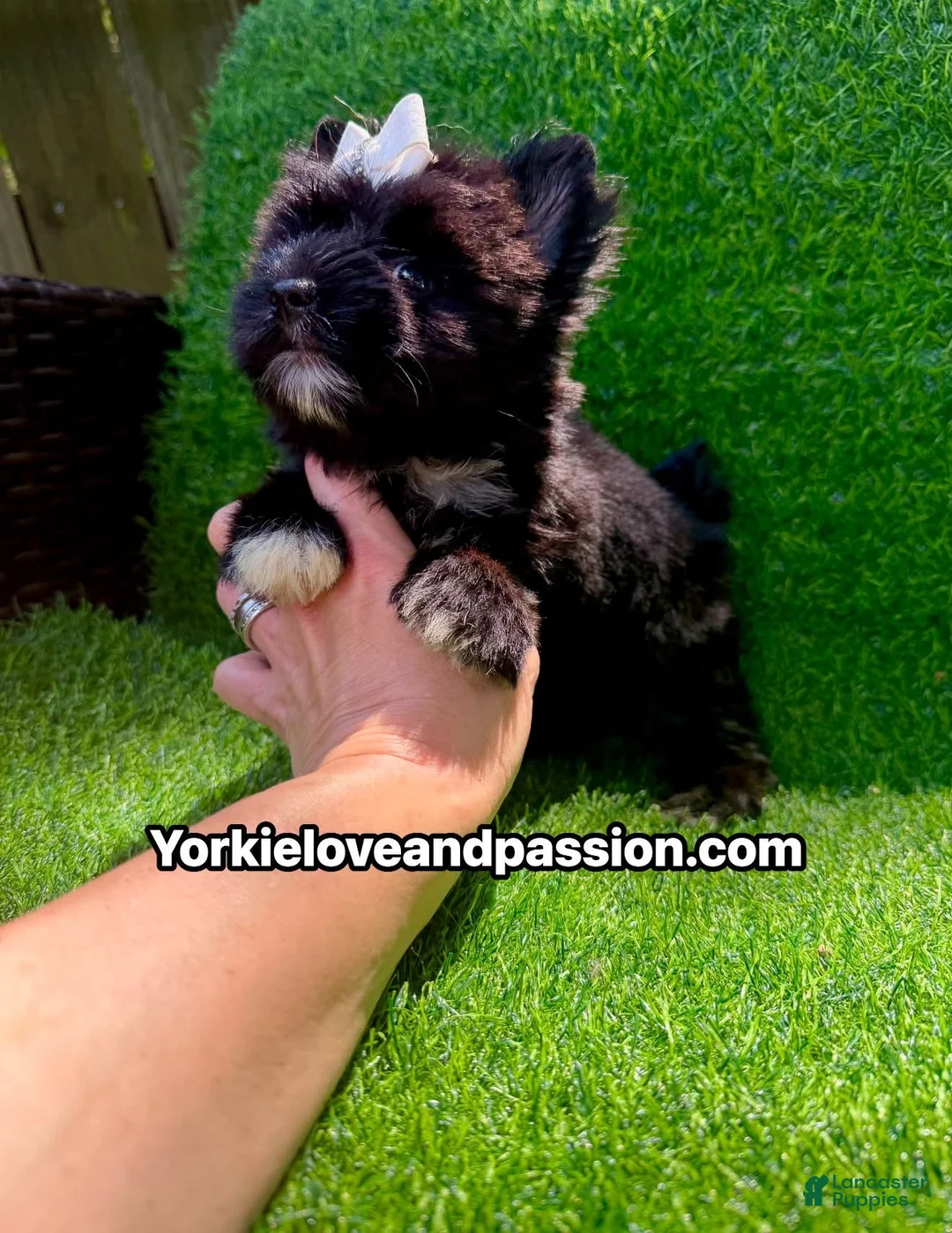 Yorkshire Terrier dogs for sale: Yorkshire Terrier 1 - Ad 16