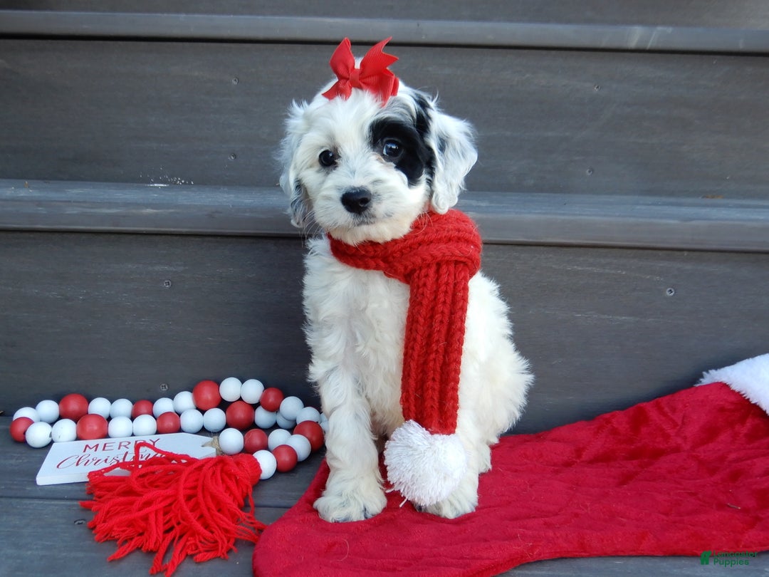 Cockapoo dogs for sale: Luka - Ad 19