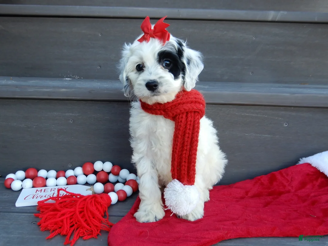 Cockapoo dogs for sale: Luka - Ad 19