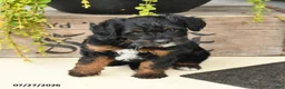 Jackapoo dogs for sale: Jenny - Ad 2