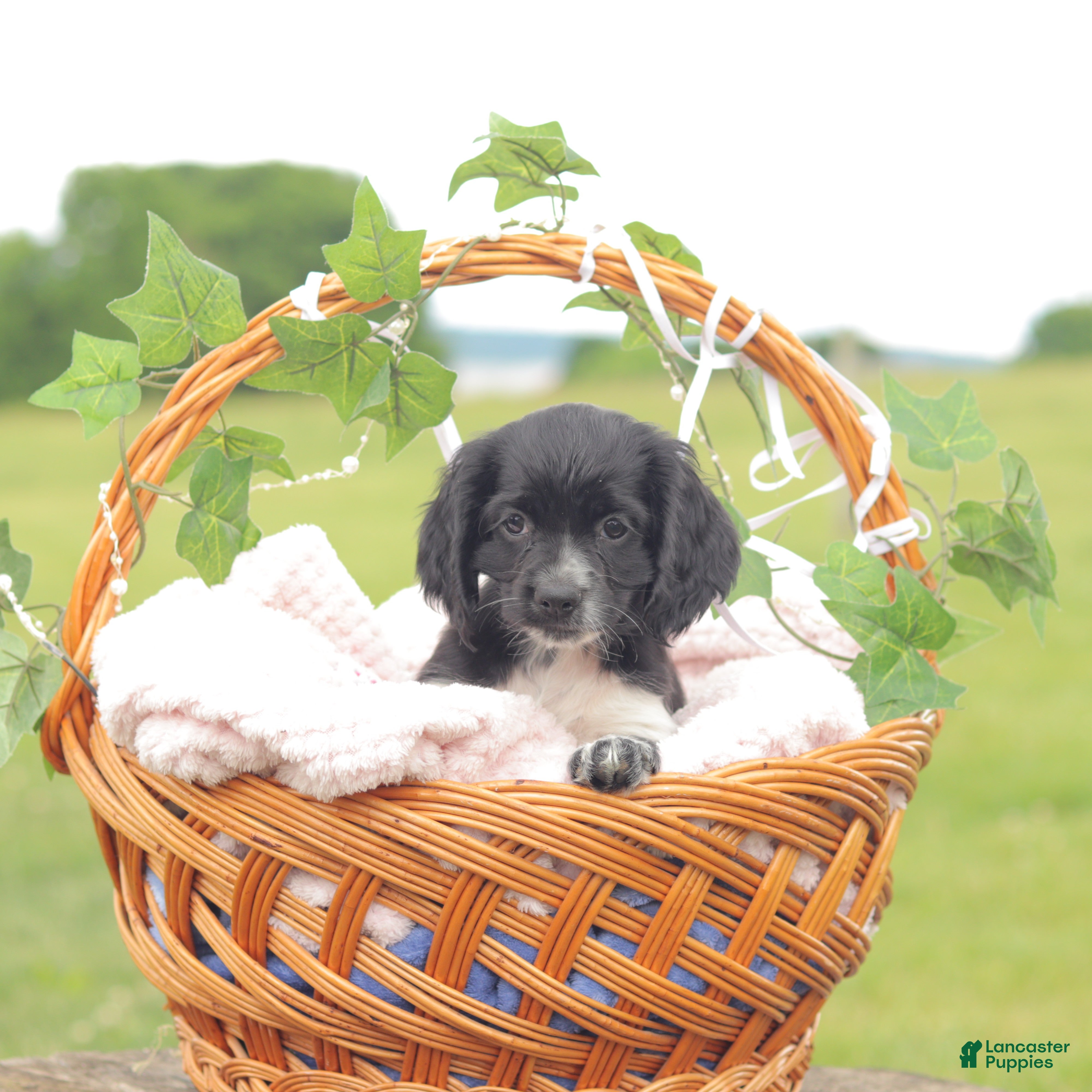 Cocker Spaniel dogs Sara - Ad 2
