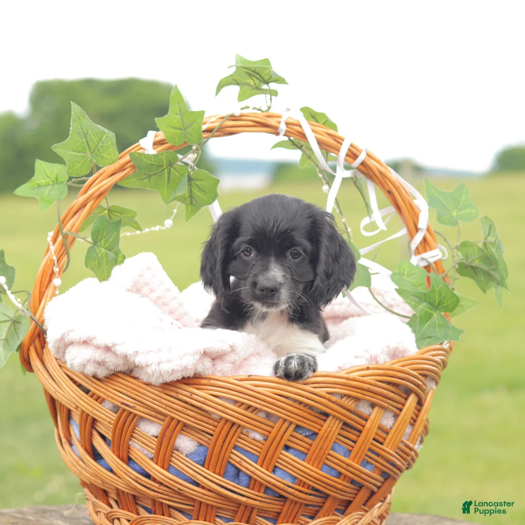 Cocker Spaniel dogs for sale: Sara - Ad 2
