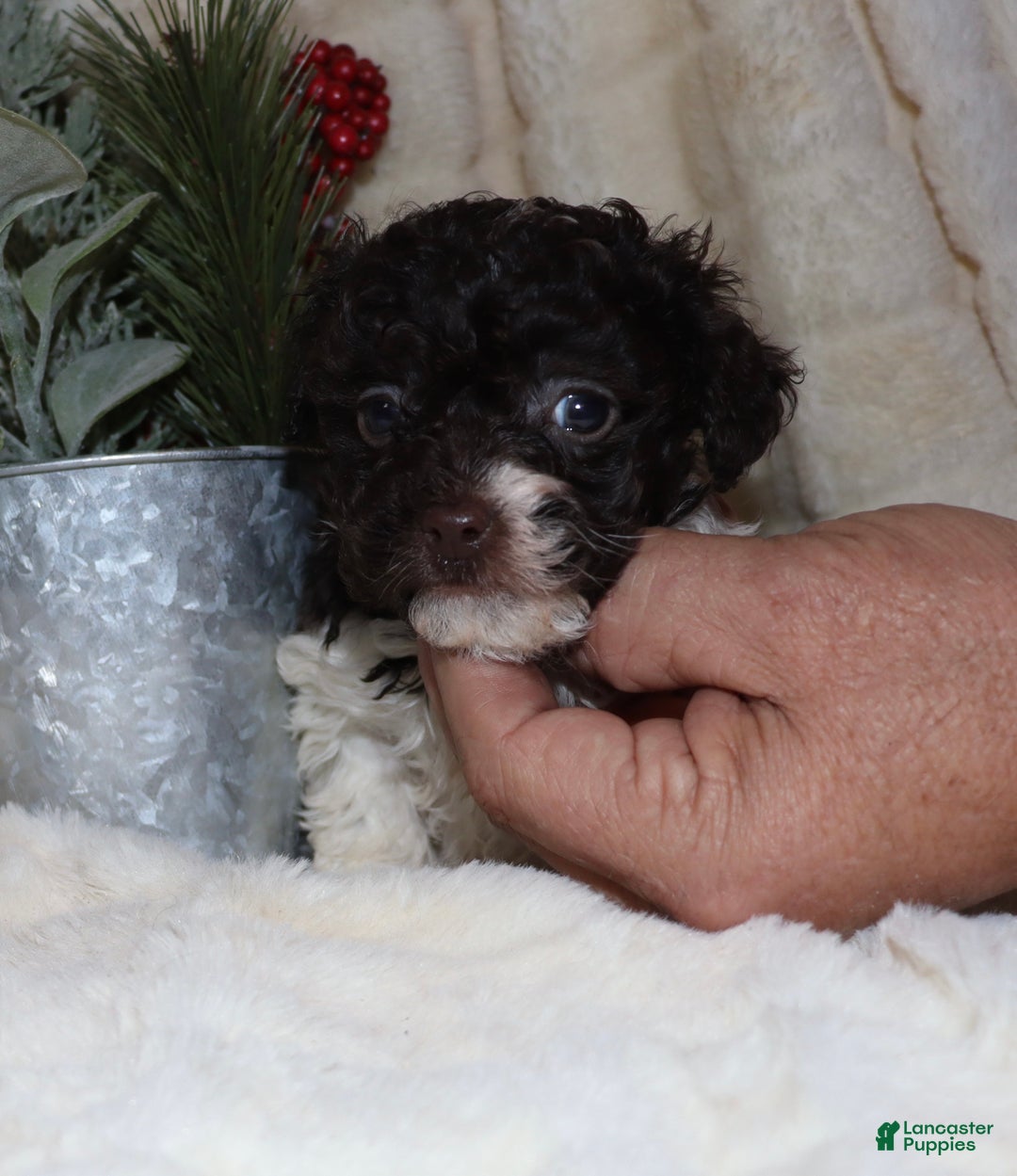 Toy Poodle dogs for sale: Chad - Ad 7