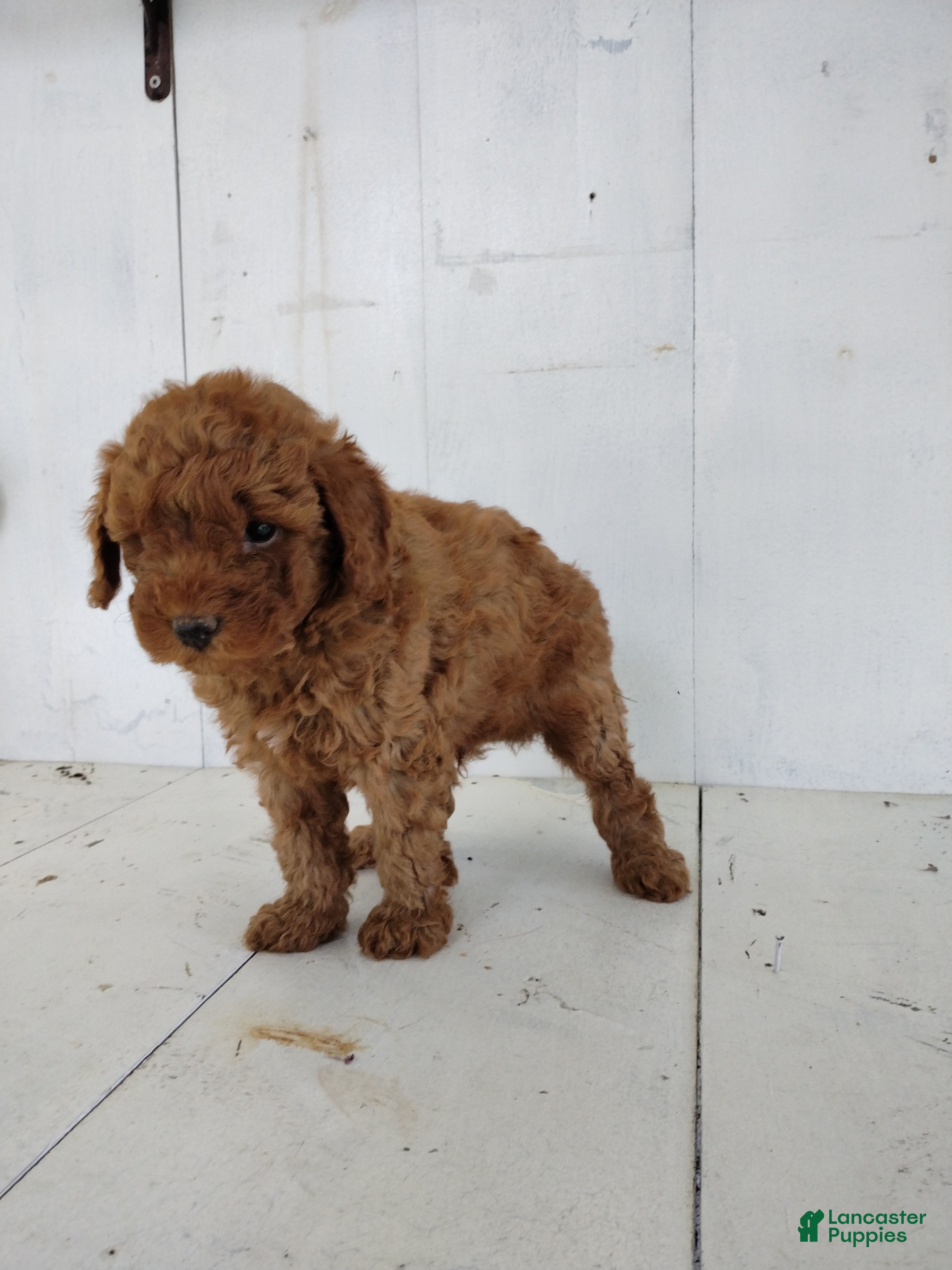 Toy Poodle dogs Leo - Ad 2